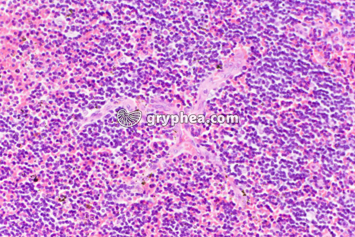 Thymus x100 - gryphea.com